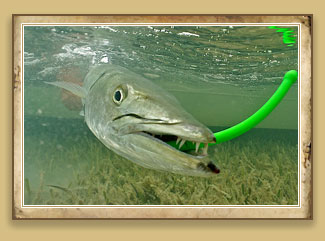 Barracuda - Without question, barracuda are the most underrated fish on the flats.