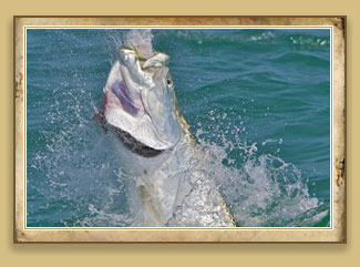 Tarpon - There is a reason why they are called the king of the flats.