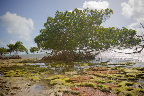 florida keys mangroves, key west flats fishing, lower keys fly fishing guides, big pine key, cudjoe key, summerland key