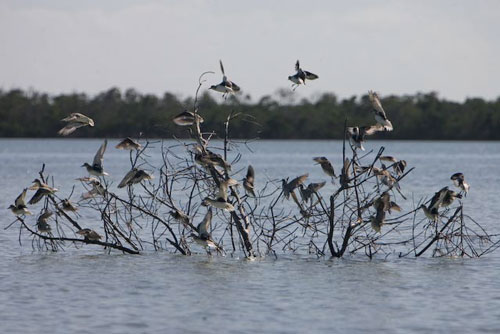 florida keys photography, contents keys, Ft. Jefferson state park, key west flats fishing guides, lower keys fly fishing, permit, tarpon, bonefishing, big pine key, cudjoe key, summerland key