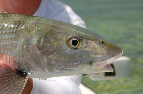 Ft. Jefferson state park, key west flats fishing guides, lower keys fly fishing, permit, tarpon, bonefishing, big pine key, cudjoe key, summerland key