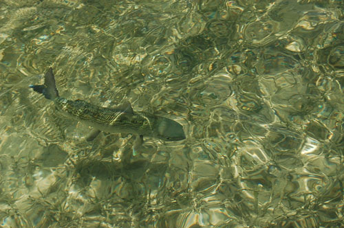 Ft. Jefferson state park, key west flats fishing guides, lower keys fly fishing, permit, tarpon, bonefishing, big pine key, cudjoe key, summerland key